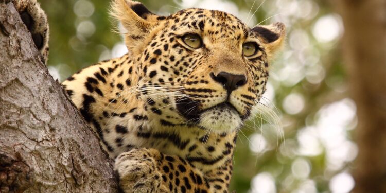 Rina Saeed KhanChairman, Margallas Hills National Park (MHNP)Saving The Margallas